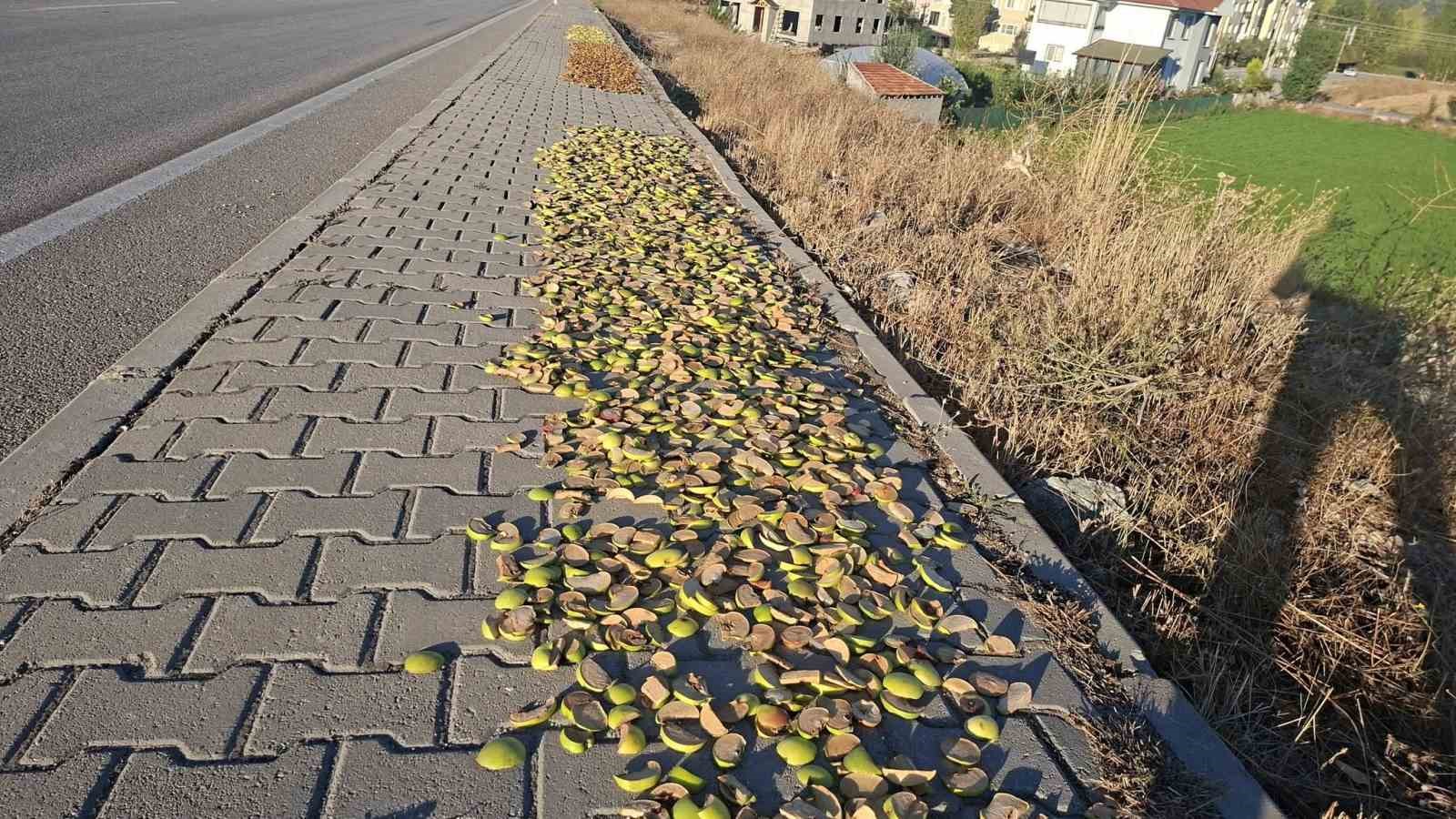 hisarcik-ta-elmalar-kaldirimlara-serildi-ilginc-goruntuler-ortaya-cikti