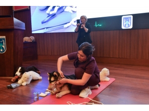 Büyükşehir Belediyesi, Hayvanlara Yönelik Çalışmalarını Sürdürüyor