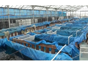 Harabe Sera Akvaryum Balığı Üretim Tesisi Oldu