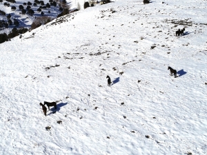 25 Yıldır Yılkı Atlarına Bakıcılık Yapıyor