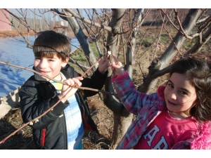 Tokat’ta Yalancı Baharda Ağaçlar Çiçek Açtı