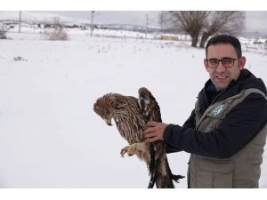 Sağlığına Kavuşan Şah Kartalı Doğaya Salındı