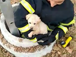 Kuyuya Düşen Köpeği İtfaiye Kurtardı, O Anlar Kameraya Yansıdı