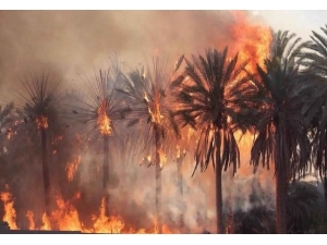 Libya’da 10 Bin Palmiye Ağacı Kül Oldu