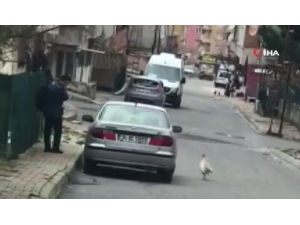 Horozun Kendisine Taş Atan Postacıdan İntikam Aldığı Anlar Kamerada