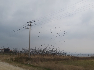 Binlerce Sığırcık Kuşu Meyve Bahçelerine Dadandı