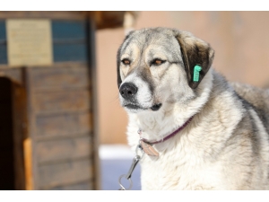 Çöplükte Tellere Bağlı Ölüme Terk Edilen Dost Artık Mutlu