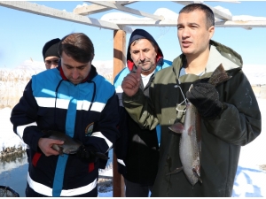 Buz Gibi Havada Alabalık Sağımı