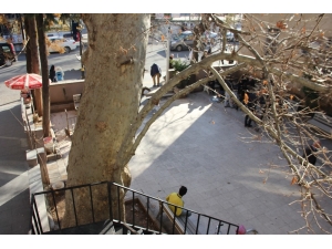 400 Yıllık Anıt Ağaç Güvenlik Gerekçesiyle Kesilecek