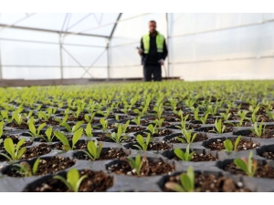 Van’da Dondurucu Havada Çiçek Üretimi