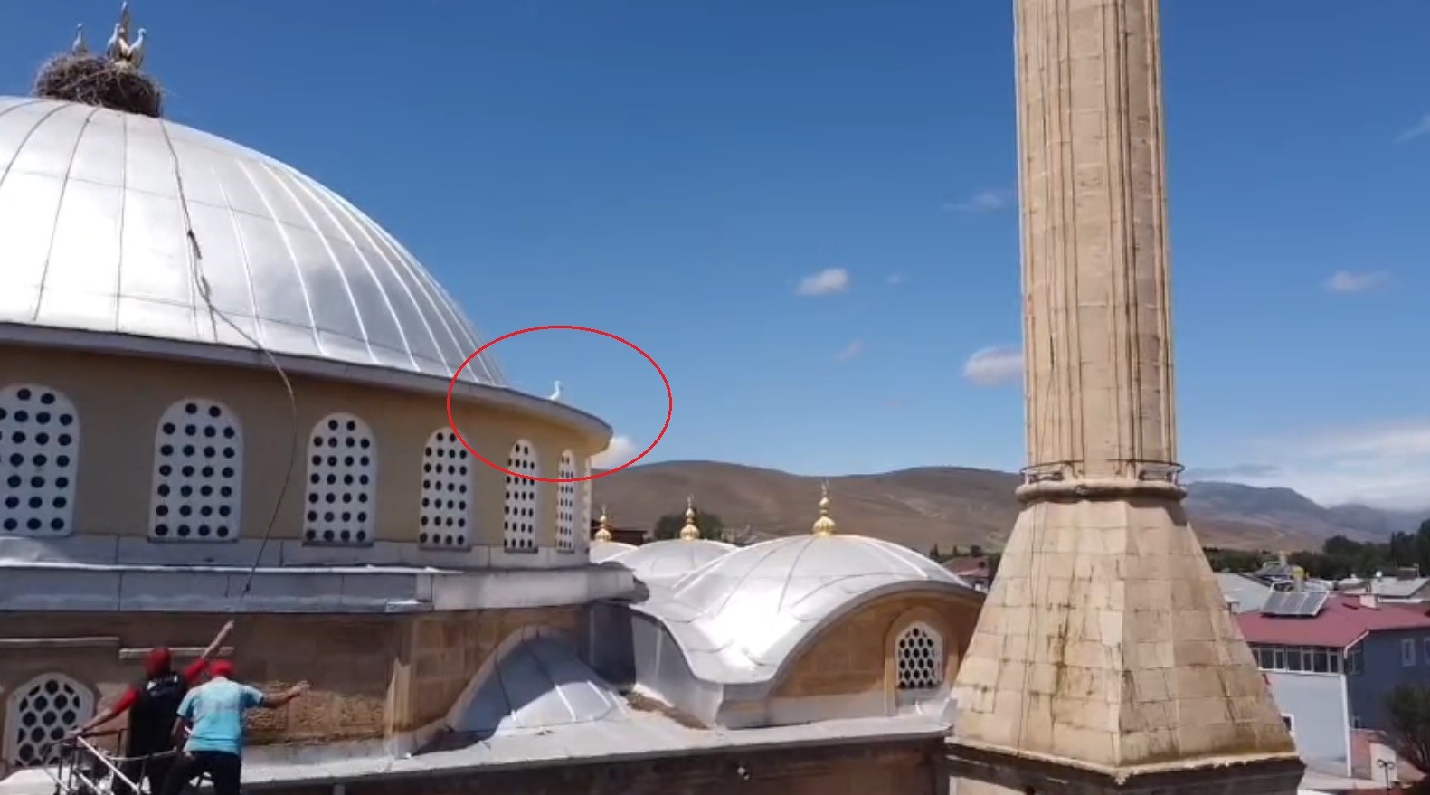 bayburt-ta-yuvasina-donemeyen-yavru-leylek-ekipleri-harekete-gecirdi