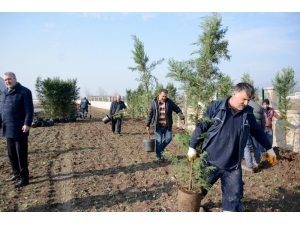 Karacabey Lavanta Kokacak