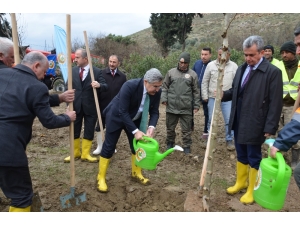 Hatay’da 10 Bin Çınar Ağacı Toprakla Buluşacak