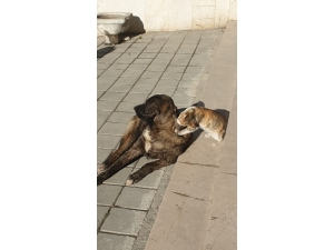 Tosya’da Kedi İle Köpeğin Dostluğu Şaşırttı