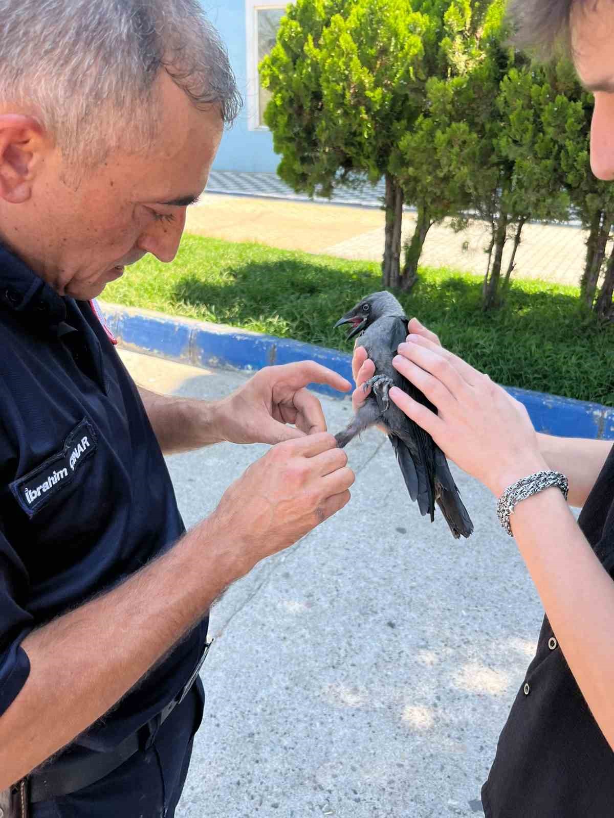 susurluk-ta-hali-saha-filesine-takilan-karga-itfaiye-ekiplerince-kurtarildi