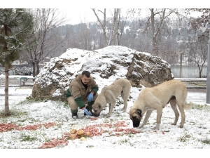 Sokak Hayvanları İçin Doğaya Yiyecek Bırakıldı
