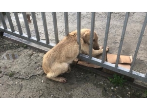 Demir Parmaklıklara Sıkışan Köpeği Trafik Ekipleri Kurtardı