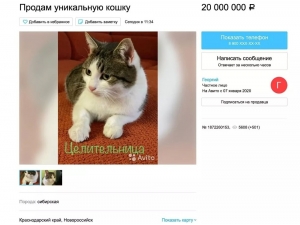 Rus Kedisi 320 Bin Dolara Satışa Çıkarıldı