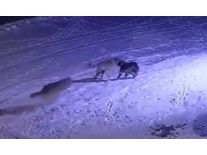 Erzurum’da Aç Kalan Kurtlar Köpeği Yedi