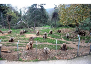 Ayıları Kış Uykusu Tutmadı