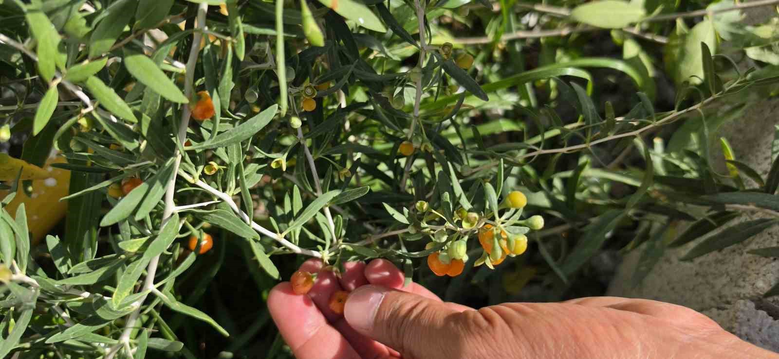 cin-tibbinin-2-bin-yillik-sifa-kaynagi-goji-berry-bitlis-topraklarinda-hayat-buldu