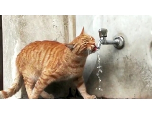 Bu Kedi Çeşmeden Başka Hiç Bir Yerden Su İçmiyor