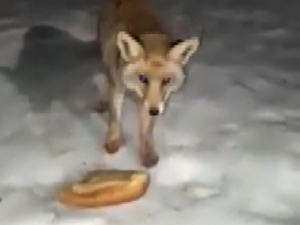 Aç Kalan Tilki Mermer Ocağına Geldi