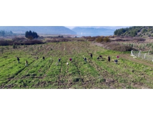 İzsu’dan Tahtalı Havzasına 1 Milyon 109 Bin Fidan