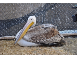 Göç Yorgunu Aç Ve Yaralı Pelikan Tedavi Altına Alındı