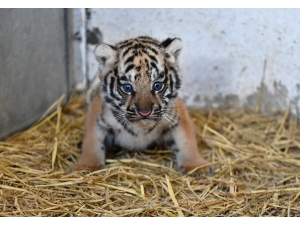 İzmir Doğal Yaşam Parkında İlk Defa Kaplan Doğdu