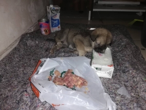 Sırtı Yanan Ve Açlıktan Bitkin Düşen Yavru Köpeğe Yardım Eli