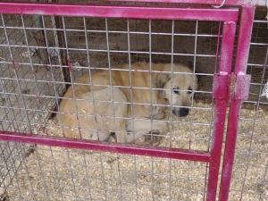 Hasta Ve Yaralı Olan Sokak Hayvanları Tedavi Altına Alındı