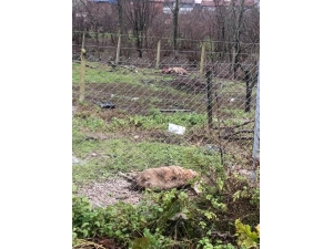 Aç Kalan Köpeklerin Saldırdığı 3 Koyun Telef Oldu