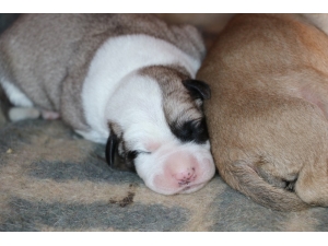 Harçlıklarıyla Her Gün Yavru Köpekleri Besliyor