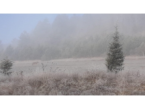 Aç Kalan Kurt Köy Yakınına İndi