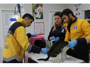 Eyüpsultan’da 2019 Yılında 6 Bin Sokak Hayvanı Tedavi Edildi