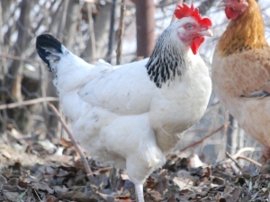 Düzce’de Aralık Ayında 2,5 Milyon Tavuk Satıldı