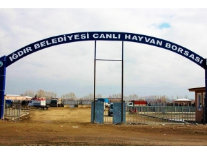 Iğdır’da Şap Hastalığı Paniği, ‘Canlı Hayvan Borsası’ Kapatıldı