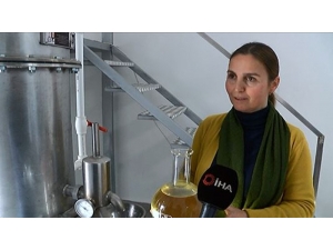 800 Liralık Lavanta Çiçeğinden 20 Bin Liralık Yağ Elde Ediliyor