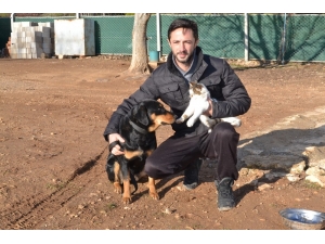 Kedi İle Köpeğin Dostluğu Görenleri Şaşırtıyor