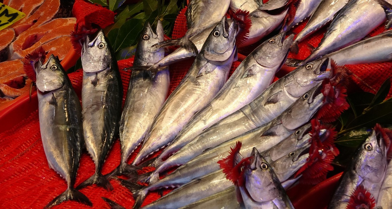 balikcilarin-yuzu-guldu-karadeniz-de-palamut-bereketi