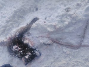 Başkale’de Yiyecek Arayan Kurtlar Köpeği Parçaladı