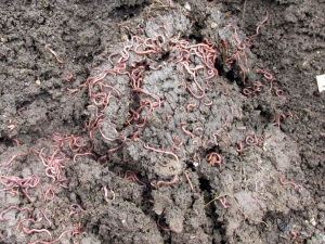 Zeytin Karasuyu Altına Çevrilebilir