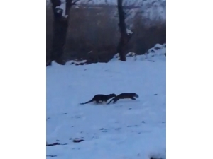 Su Samurlarının Kavgası Kameraya Yansıdı