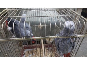 İstanbul’da Papağan Operasyonu