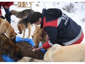 Ankara Büyükşehir Belediyesi Sokak Hayvanları İçin İlk Kez Hizmet İçi Eğitim Çalışması Başlattı