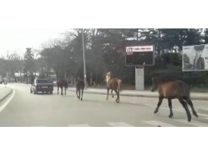 Otomobile Bağladığı Atları Asfaltta Metrelerce Koşturdu