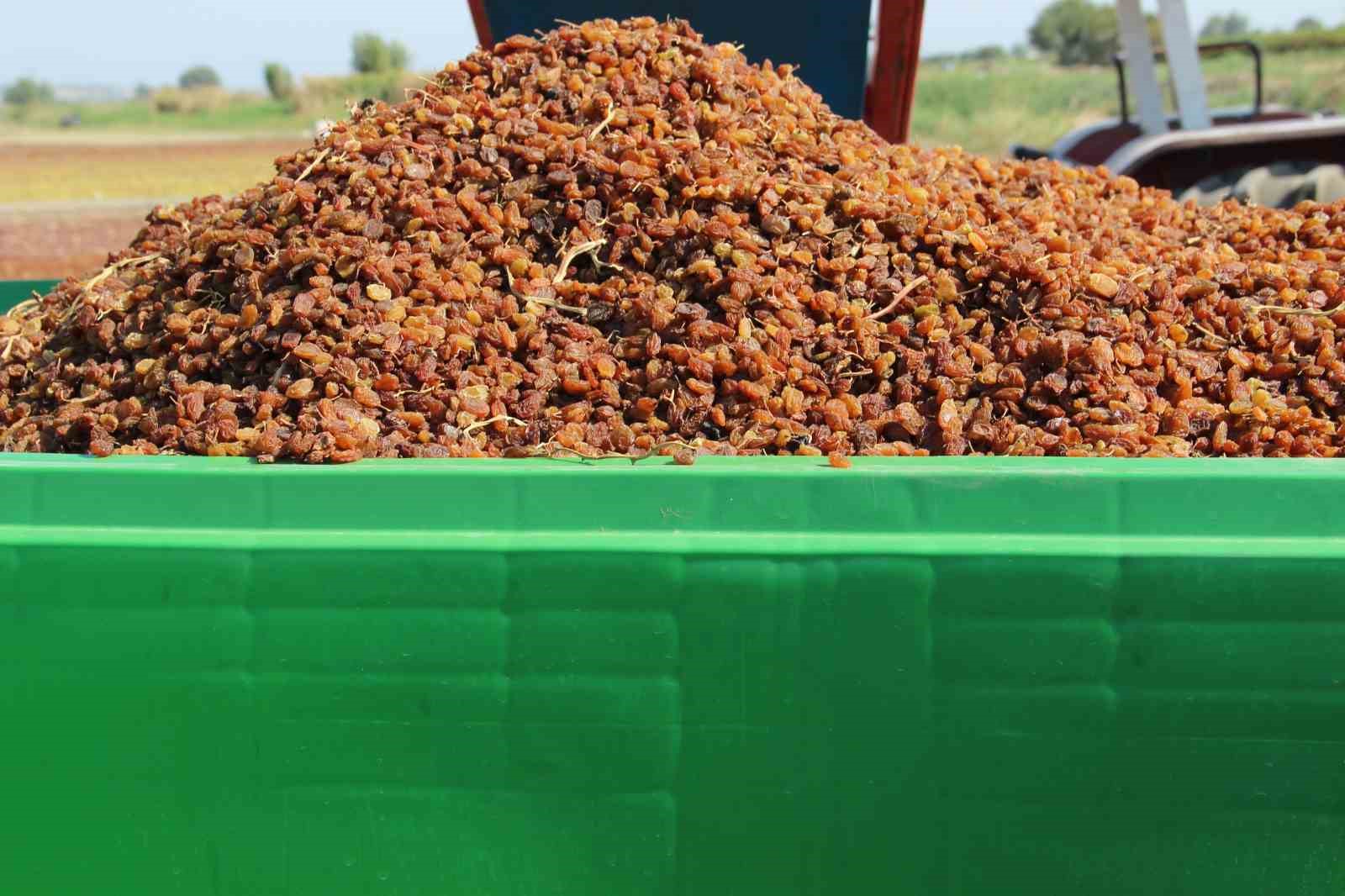 organik-kuru-uzum-ureticisinin-hasat-yuku-box-ile-hafifledi
