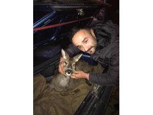 Avcıların Bulduğu Yaralı Karaca Tedavi Altına Alındı