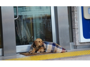 Soğuktan Üşüyen Köpek Şalla Örtüldü